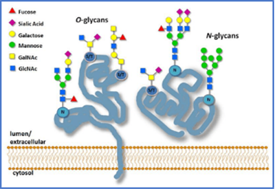 蛋白质N/O-糖基化修饰鉴定
