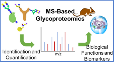 基于质谱的N-糖基化蛋白质组学