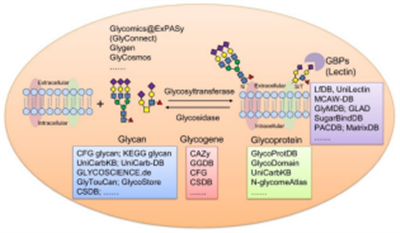蛋白质糖基化数据分析