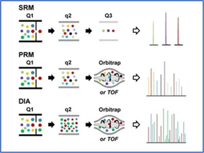 蛋白质绝对定量
