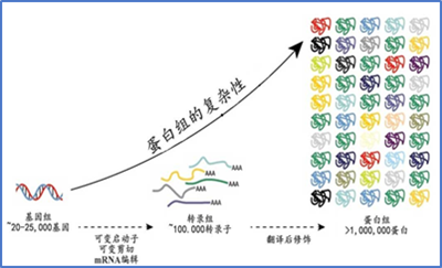 蛋白质翻译后修饰