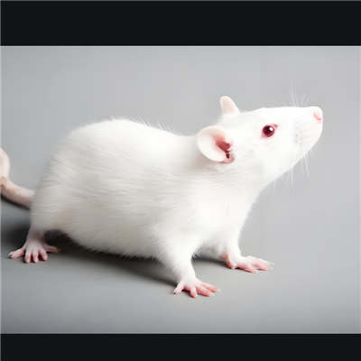 肺炎感染模型构建