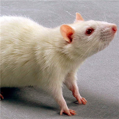 脓毒症模型构建