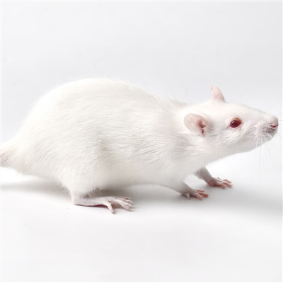 外伤感染模型构建