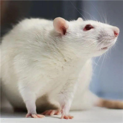 cKI小鼠模型构建