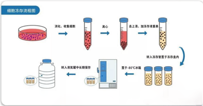 冷冻保种实验服务