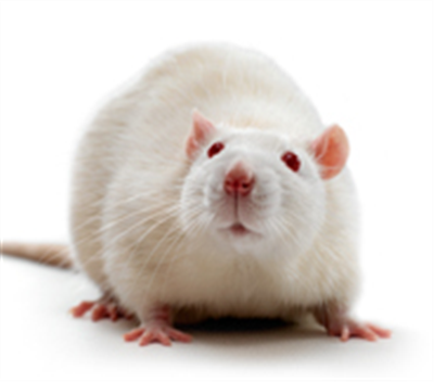  PM小鼠动物模型